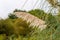 Pampas grass with elegant flower close-up with green lush foliage