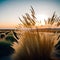 Pampas grass field at sunset