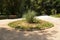 Pampas grass on flowerbed photo of central park in Athens, Greece