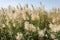 Pampas grass with flowers