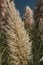 pampas grass, fluffy yellow and pink inflorescences of Cortaderia