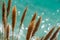 Pampas Grass in front of the glittering turquoise pacific ocean