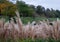 Pampas grass in the garden at Hadspen House now The Newt in Somerset, UK. Photographed on a fine autumn day.