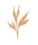 Pampas grass golden. illustration. Floral ornamental grass. feathery flo