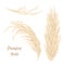 Pampas grass golden. Vector illustration. panicle Cortaderia selloana South America