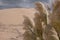 Pampas grass growing in the sand at the Alexandria coastal dune fields near Addo / Colchester, South Africa