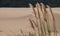 Pampas grass growing in the sand at the Alexandria coastal dune fields near Addo / Colchester, South Africa