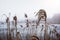 Pampas grass on the lake, a layer of reeds, cane seeds. Golden reeds on the lakes