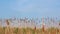 Pampas grass on the lake, reed layer, reed seeds. Golden reeds on lake sway in wind against blue sky