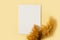 Pampas grass mock up and template minimalists composition with white poster on yellow background