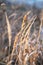 Pampas grass natural pattern, close up, selective focus. Dry reeds boho style, scenic nature on sunset