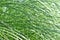 Pampas grass, Ornamental, Oklahoma City,