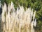 Pampas grass among the pines