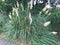 Pampas Grass plant with flowers