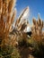 Pampas grass on Santa Cruz cliffside trail