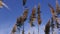 Pampas grass,soft plants in the sky, Abstract natural background of soft plants Cortaderia selloana moving in the wind.