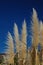 Pampas grass stalks in the breeze