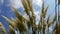 Pampas grass tufts