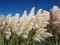 Pampas Grass Tussocks Blowing in Breeze