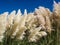 Pampas Grass Tussocks Blowing in Breeze