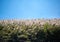 The Pampas grass was blown by the wind over blue sky background