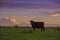 Pampas landscape, Argentina