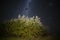 Pampas landscape photographed at night with a starry sky, La Pampa province, Patagonia ,