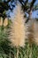 Pampas ornamental Grass Cortaderia selloana