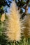 Pampas ornamental Grass Cortaderia selloana