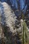 Pampas - Tall plumelike flower clusters and sharp fronds waving in the breeze