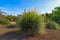 Pampasgrass or Silver Pampas grass Cortaderia selloana