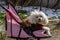 Pampered Poodle in a stroller