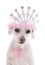 Pampered Princess Pet Dog