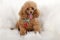 Pampered Toy Poodle