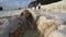 Pamukkale, Turkey - January 2021: Tourists walk along the thermal springs in Pamukkale. Sunset