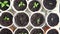 Pan across rows of young tomato plants in nursery, seedling red pepper in a container, growing green sprouts for the
