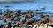 Pan across the tide pools on Pacific Ocean coastline