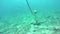 Pan along underwater anchor chain