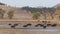 Pan of Bison Herd Along the Lamar River