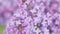 Pan. Blossoming purple lilac flower. Floral romantic spring background. Syringa vulgaris.