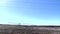 Pan of a cotton plantation and  clear blue sky in the fall