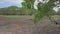 Pan down lake drying up due to severe weather at Melaleuca leucadendra or weeping paperbark trees forest from myrtle family speci