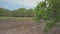 Pan down lake drying up due to severe weather at Melaleuca leucadendra or weeping paperbark trees forest from myrtle family speci