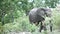 Pan from a elephant walking through the bush in kruger national park south africa
