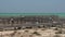 Pan from a girl walking at the pier from Modern stromatolites landscape in SharkBay National Park