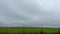 Pan of green lush farmland in rural Georgia on a cloudy day