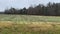 Pan of green lush farmland in rural Georgia on a cloudy day