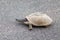 Pan hinged terrapin walks slowly across a road in Kruger National Park, South Africa