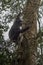 Pan-hooting chimpanzee Pan troglodytes