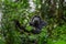 Pan-hooting chimpanzee Pan troglodytes